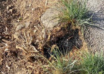 Restos del conato de incendio / FOTO: Ayto.