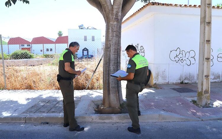 Evaluando el estado de un árbol en la calle Azufre / FOTO: Ayto.