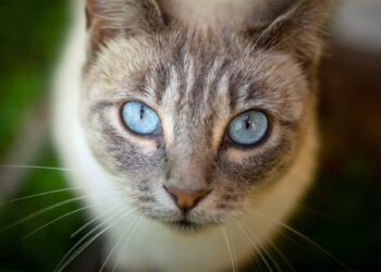 Foto de la gata Elsa aportada por Pacma