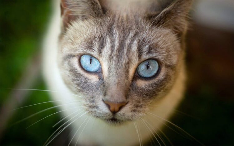 Foto de la gata Elsa aportada por Pacma