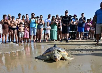 Una de las tortugas volviendo al agua bajo la 'mirada' de decenas de móviles / FOTO: Eulogio García