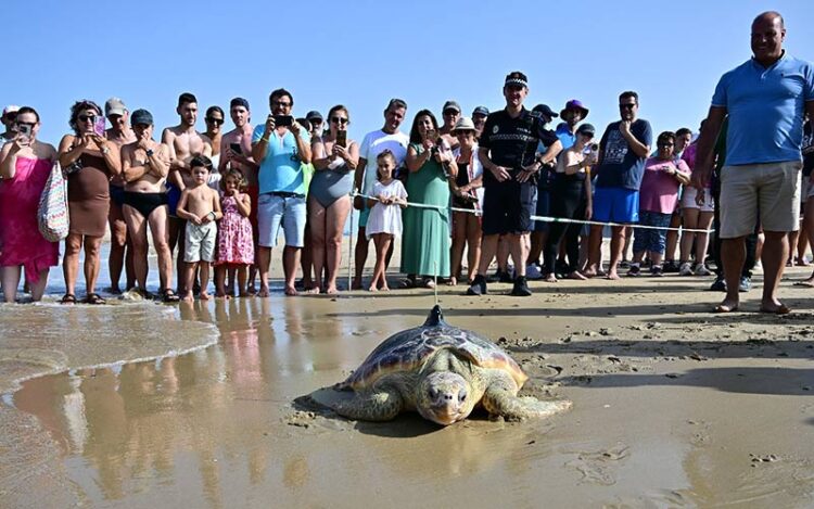 Una de las tortugas volviendo al agua bajo la 'mirada' de decenas de móviles / FOTO: Eulogio García