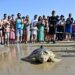 Una de las tortugas volviendo al agua bajo la 'mirada' de decenas de móviles / FOTO: Eulogio García