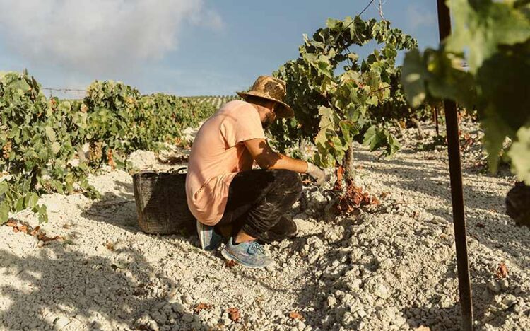En plena recogida de uva / FOTO: Consejo Regulador