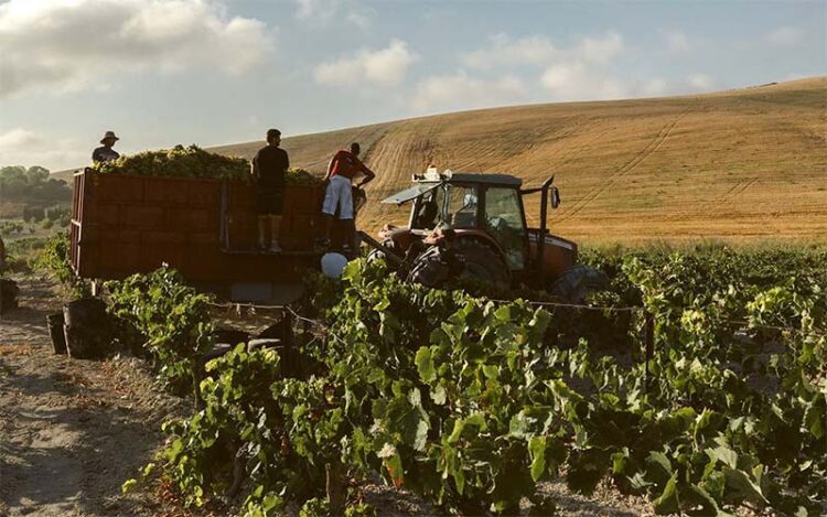 En la vendimia / FOTO: Consejo Regulador de Jerez
