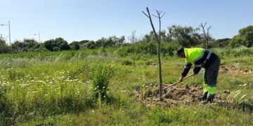 Una pasada plantación de árboles en el entorno de Punta Candor / FOTO: Ayto.