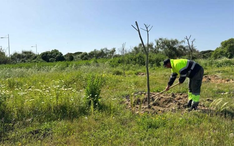 Una pasada plantación de árboles en el entorno de Punta Candor / FOTO: Ayto.