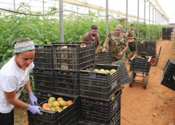 Una de las parcelas centradas en el cultivo de tomate / FOTO: Ayto.