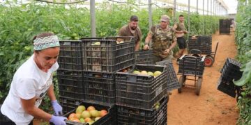 Una de las parcelas centradas en el cultivo de tomate / FOTO: Ayto.
