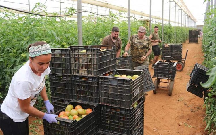 Una de las parcelas centradas en el cultivo de tomate / FOTO: Ayto.