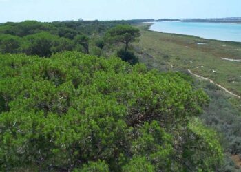 Vista del pinar de La Algaida / FOTO: Junta
