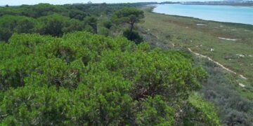 Vista del pinar de La Algaida / FOTO: Junta