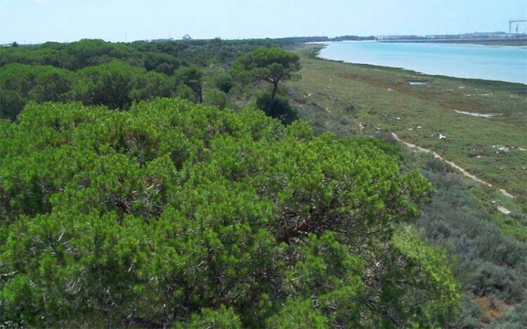 Vista del pinar de La Algaida / FOTO: Junta
