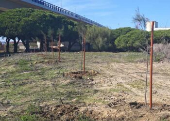 Varios ejemplares plantados en los últimos días / FOTO: Ayto.