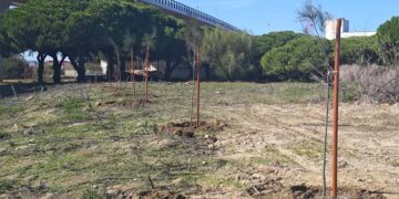 Varios ejemplares plantados en los últimos días / FOTO: Ayto.