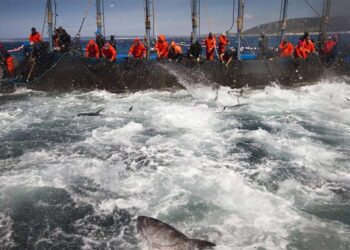 Faenando en la almadraba barbateña / FOTO: turismobarbate.es