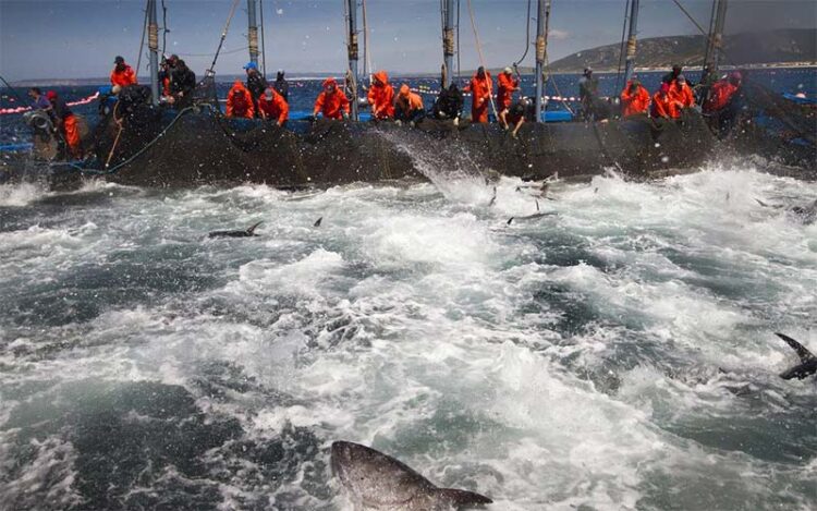 Faenando en la almadraba barbateña / FOTO: turismobarbate.es