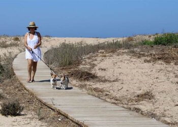 Disfrutando de la playa canina / FOTO: Ayto.