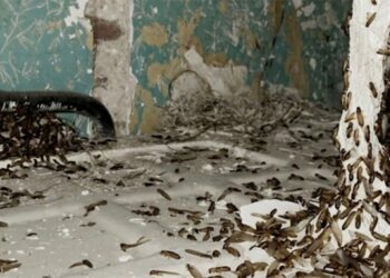 Foto aportada por AIG subrayando la plaga de termitas en la finca