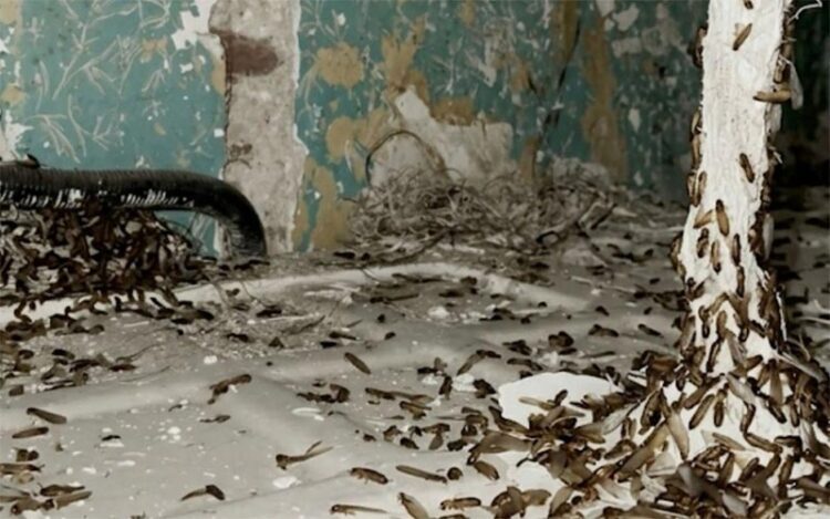 Foto aportada por AIG subrayando la plaga de termitas en la finca