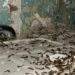 Foto aportada por AIG subrayando la plaga de termitas en la finca