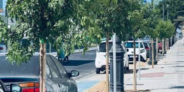 Parte de los ejemplares ya plantados / FOTO: Ayto.