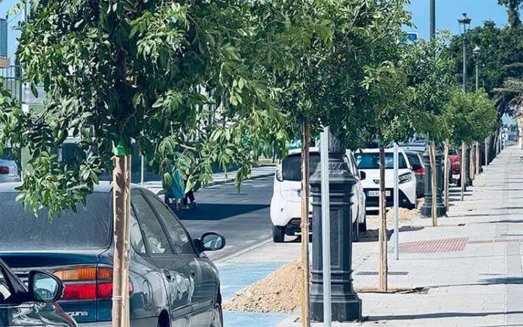 Parte de los ejemplares ya plantados / FOTO: Ayto.