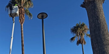 Operarios de GEN actuando en una palmera de la Ribera del Muelle / FOTO: Ayto.