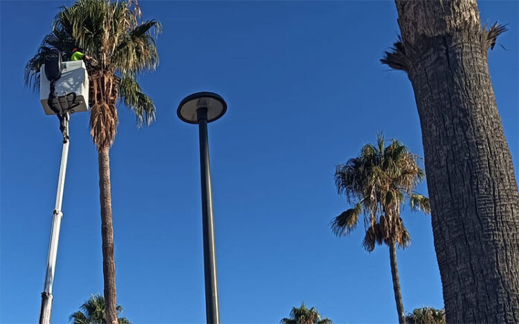 Operarios de GEN actuando en una palmera de la Ribera del Muelle / FOTO: Ayto.