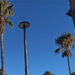 Operarios de GEN actuando en una palmera de la Ribera del Muelle / FOTO: Ayto.